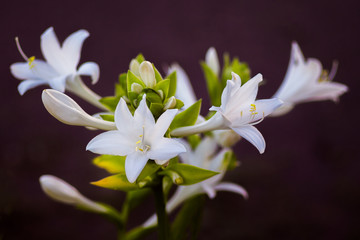Fototapeta premium White flowers hosta on a dark background. Flowering hosta_