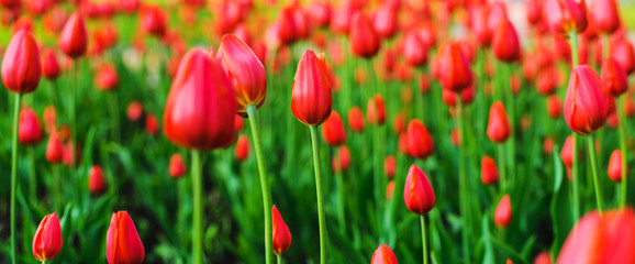 Bright flowers tulips in spring. Spring bloom in the park. Flower festival. 