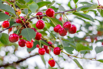 Ripe red berries cherry  on the branches of the tree_