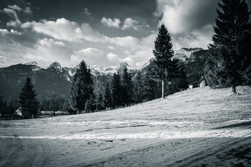 beautiful countryside pine forest in winter time in pokljuka, slovenia in black and white