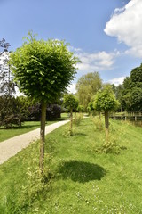 Les petits arbres plus au moins en rangée entre le chenal et le chemin au domaine provincial de Vrijbroekpark à Malines