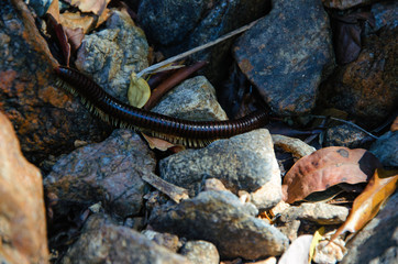 Julida. The centipede is crawling among the stones  and dry leaves.