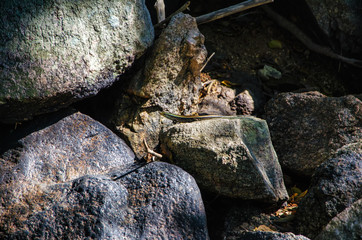 Lizard sitting on a stone in the middle of the rocky terrain. Asia, Vietnam