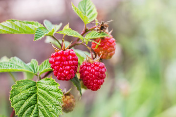 Raspberry bush. Red raspberries on the branch during ripening_