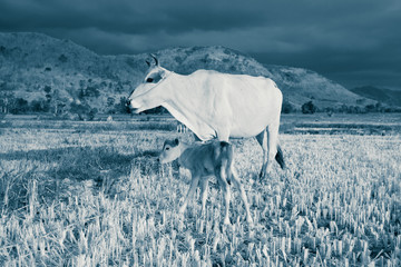 A cow with a calf on a mowed rice field, a mountainous Vietnamese valley. Sunset time. Black and...