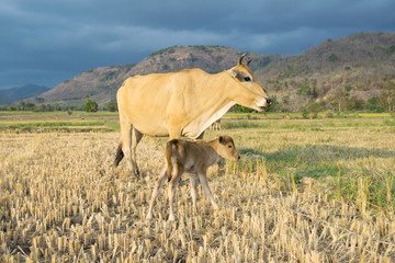 A cow with a calf on a mowed rice field, a mountainous Vietnamese valley. Sunset time