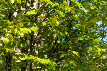 Branches on the Tree