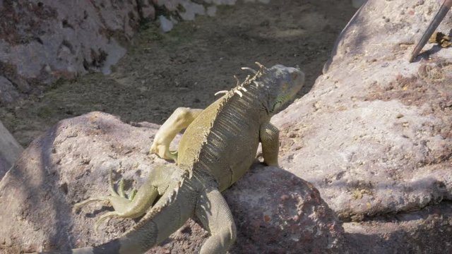 Large green iguana climbing the stones to find a nice place to warm up in the sun
