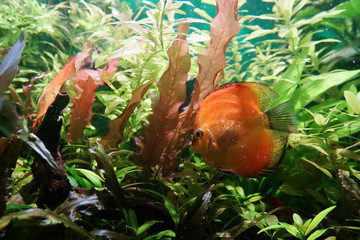 Fish bright orange Discus among green algae under water.