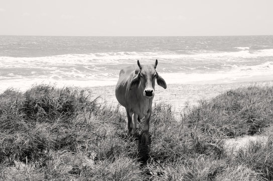 Cow in the middle of grass on the sandy seashore. There are waves in the background. Vietnam. Black and white photo.