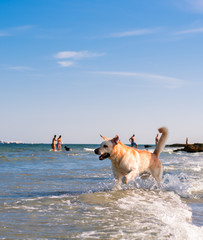 Beautiful labrador dog having fun on the beach