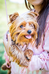 A girl holds a dog breed Yorkshire Terrier on her hands_