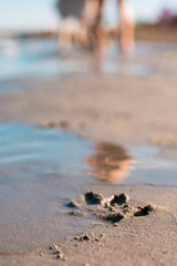 Lonely dog paw footprints printed in the sand on the beach
