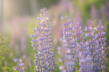 purple lupins in nature