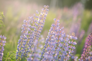 purple lupins in nature