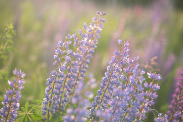 purple lupins in nature