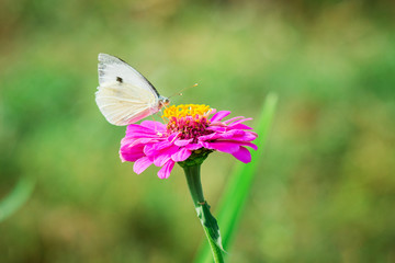 A white butterfly on a pink flower of zinnia collects nectar_