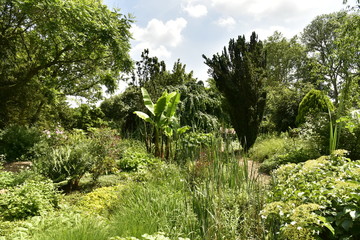 Plantes à grandes feuilles au jardin botanique du domaine provincial de Vrijbroekpark à Anvers