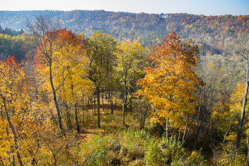 autumns, golden autumn forest, golden lists