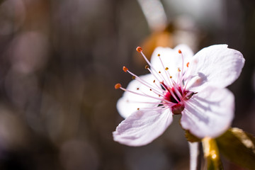 weiß pinke Blume Detail mit verschwommenen Hintergrund