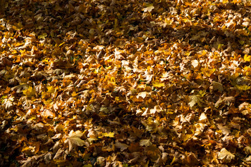 autumns, golden autumn, golden lists
