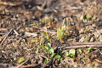 Young shoots of grass sprout on burning after a fire of grass fire. Consequences of a catastrophe. Spring tan green cover. Danger of fire. Destruction of life and pollution. Problems of civilization