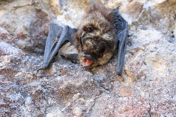 Angry animals on rock