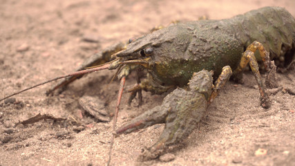 Crawfish. Crawfish on the ground