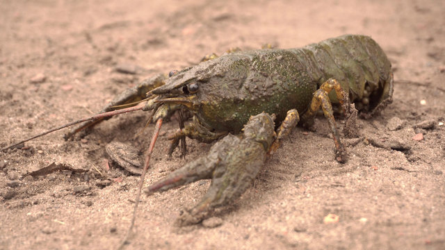 Crawfish. Crawfish on the ground