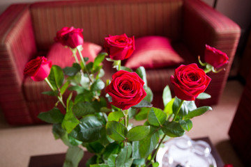 Big beautiful Red roses with red background