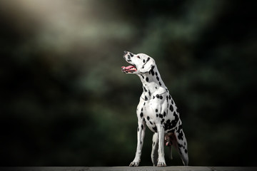 dalmatian dog beautiful portrait green background forest