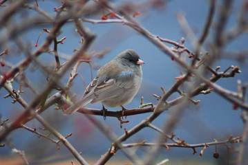 dark eyed junco in shrub