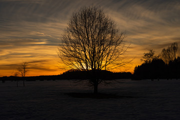 Fototapeta na wymiar Baum im wunderschönem roten Sonnenuntergang 