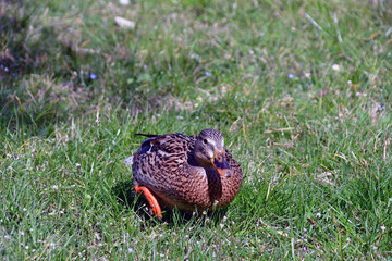 La femmina dell'anatra sul prato