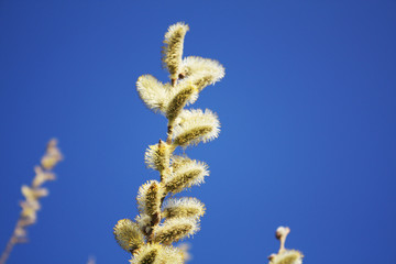 Pussy willow on the blue sky background.