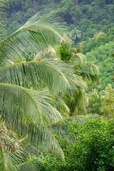  rainforest with palm tree