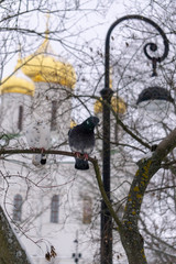 golden domes of orthodox church and a pigeon