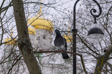 golden domes of orthodox church and a pigeon