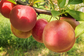 Red and yellow round plums in orchard garden