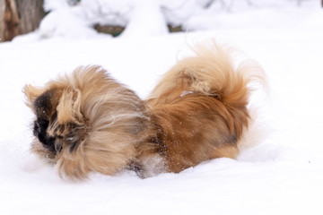 Pekingese in the snow