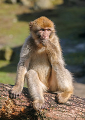 Portrait of young Barbary macaque sitting on a tree made in semi-free park