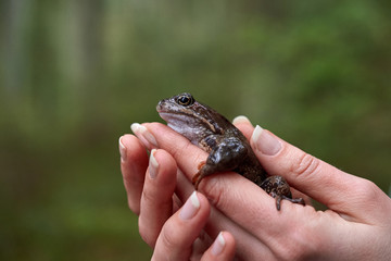 Brown frog in woman's hands.