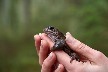 Brown frog in woman's hands.