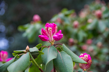 flower in the garden