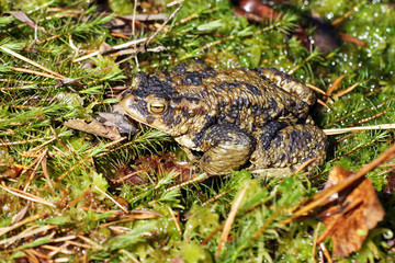 European toad