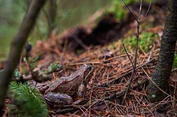 Brown frog in the forest.