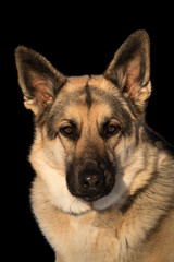 German Shepherd head