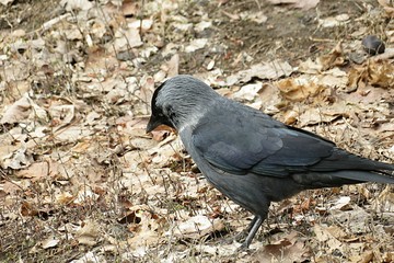 European jackdaw in the garden in winter season, closeup
