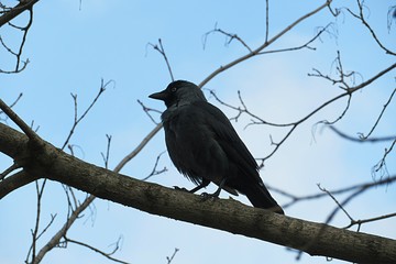 Jackdaw on tree branch against blue sky