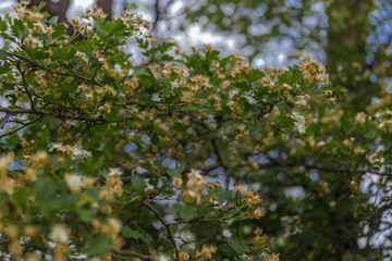 spring garden sea